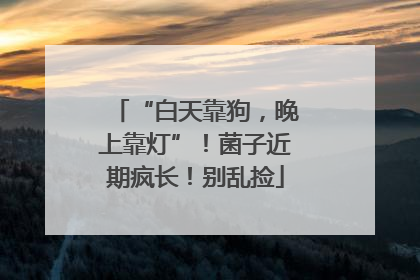 “白天靠狗，晚上靠灯”！菌子近期疯长！别乱捡