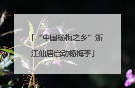 “中国杨梅之乡”浙江仙居启动杨梅季