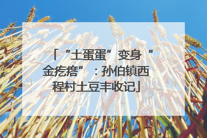 “土蛋蛋”变身“金疙瘩”：孙伯镇西程村土豆丰收记