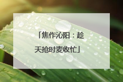 焦作沁阳：趁天抢时麦收忙