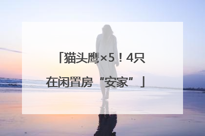 猫头鹰×5！4只在闲置房“安家”