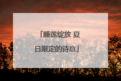 睡莲绽放 夏日限定的诗意