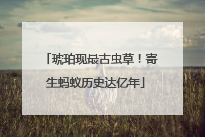 琥珀现最古虫草！寄生蚂蚁历史达亿年