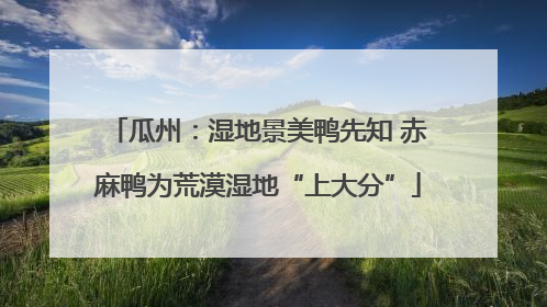 瓜州：湿地景美鸭先知 赤麻鸭为荒漠湿地“上大分”