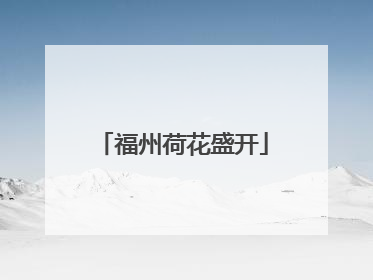 福州荷花盛开