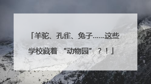 羊驼、孔雀、兔子……这些学校藏着 “动物园”？！