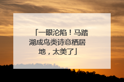 一眼沦陷！马踏湖成鸟类诗意栖居地，太美了