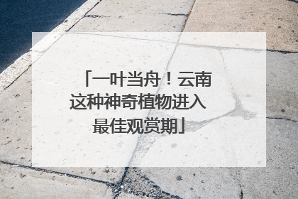 一叶当舟！云南这种神奇植物进入最佳观赏期