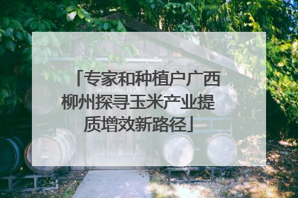 专家和种植户广西柳州探寻玉米产业提质增效新路径