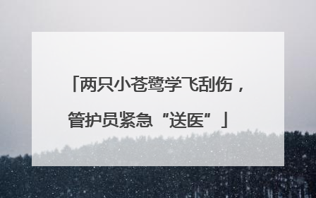 两只小苍鹭学飞刮伤，管护员紧急“送医”