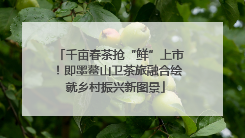千亩春茶抢“鲜”上市！即墨鳌山卫茶旅融合绘就乡村振兴新图景