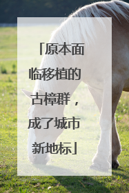 原本面临移植的古樟群，成了城市新地标