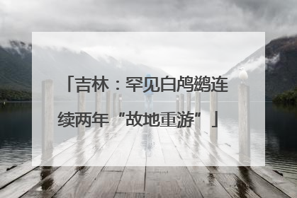 吉林：罕见白鸬鹚连续两年“故地重游”