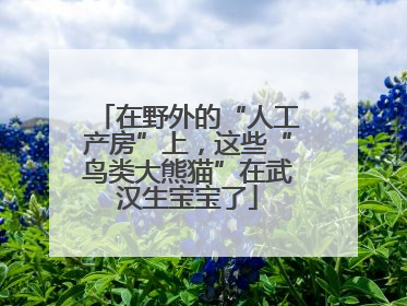 在野外的“人工产房”上，这些“鸟类大熊猫”在武汉生宝宝了