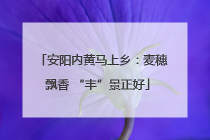 安阳内黄马上乡：麦穗飘香 “丰”景正好