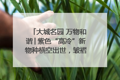 大城名园 万物和谐│紫色“高冷”新物种横空出世，皱褶叶片暗藏进化密码