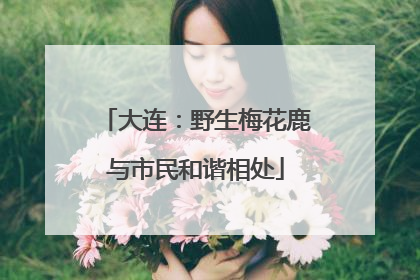大连：野生梅花鹿与市民和谐相处