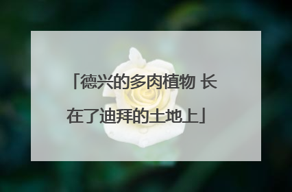 德兴的多肉植物 长在了迪拜的土地上