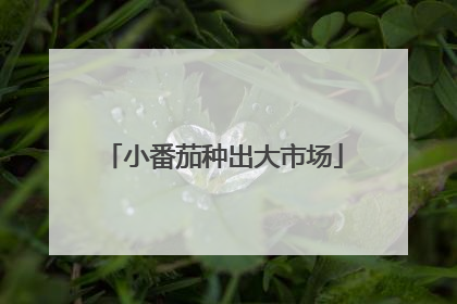 小番茄种出大市场