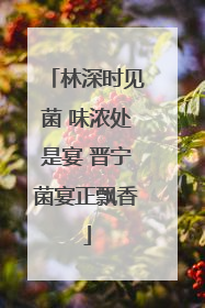 林深时见菌 味浓处是宴 晋宁菌宴正飘香