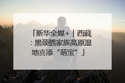新华全媒+｜西藏：黑颈鹤家族高原湿地喜添“萌宝”