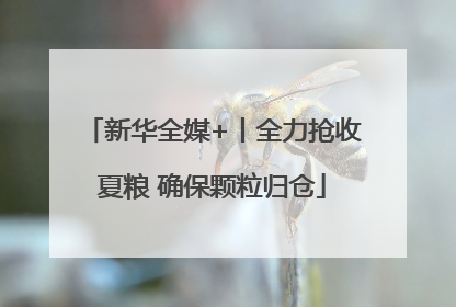 新华全媒+丨全力抢收夏粮 确保颗粒归仓
