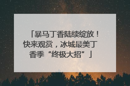 暴马丁香陆续绽放！快来观赏，冰城最美丁香季“终极大招”