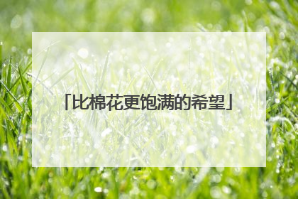 比棉花更饱满的希望