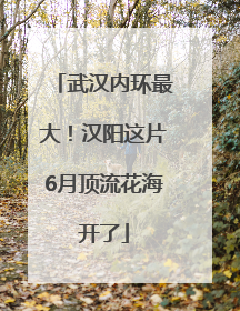 武汉内环最大！汉阳这片6月顶流花海开了