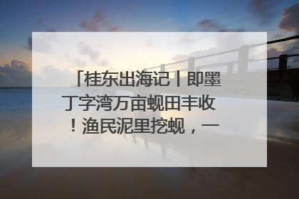 桂东出海记丨即墨丁字湾万亩蚬田丰收！渔民泥里挖蚬，一天上岸过千斤