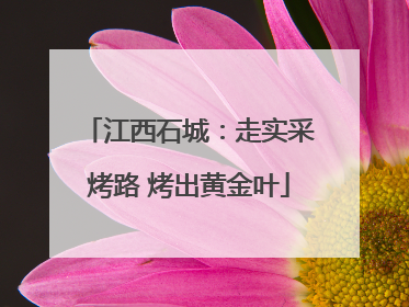 江西石城：走实采烤路 烤出黄金叶