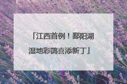 江西首例！鄱阳湖湿地彩鹮喜添新丁