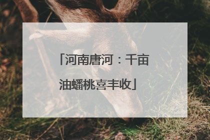 河南唐河：千亩油蟠桃喜丰收