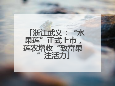 浙江武义：“水果莲”正式上市，莲农增收“致富果”注活力