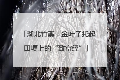 湖北竹溪：金叶子托起田埂上的“致富经”
