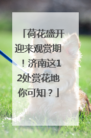 荷花盛开迎来观赏期！济南这12处赏花地你可知？