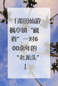 莆田仙游枫亭镇“藏着”一对600余年的“老龙头”