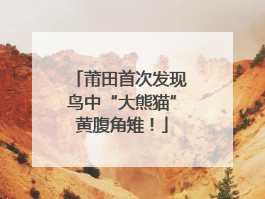 莆田首次发现鸟中“大熊猫”黄腹角雉！