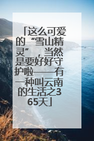 这么可爱的“雪山精灵”，当然是要好好守护啦——有一种叫云南的生活之365天