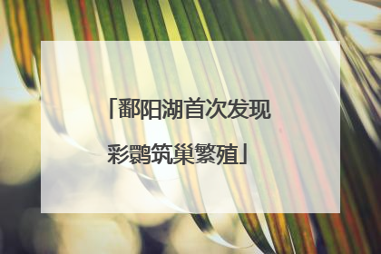 鄱阳湖首次发现彩鹮筑巢繁殖