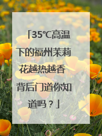 35℃高温下的福州茉莉花越热越香 背后门道你知道吗？