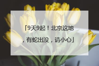 9天9起！北京这地，有蛇出没，请小心